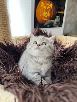 british shorthair tabby - imagine 2