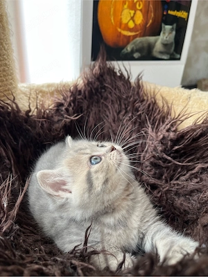 british shorthair tabby - imagine 3