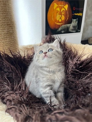 british shorthair tabby
