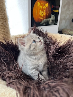british shorthair tabby - imagine 5