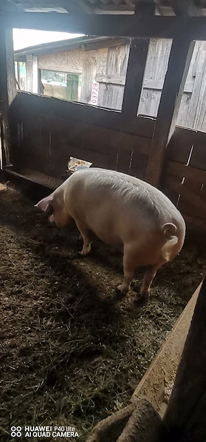 Porc de vânzare 