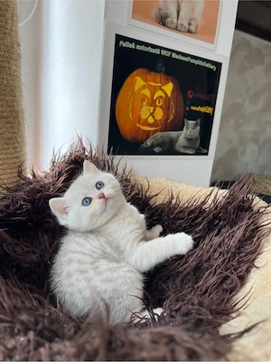 British shorthair tabby shadedpoint - imagine 2