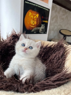 British shorthair tabby shadedpoint