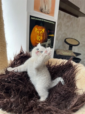 British shorthair tabby shadedpoint - imagine 5
