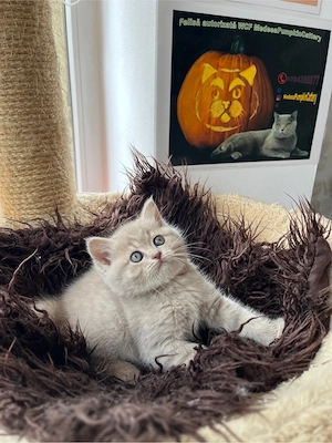 british shorthair 