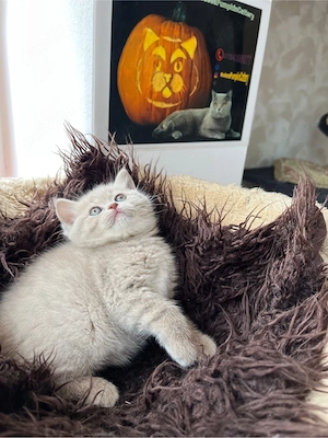 british shorthair fetita - imagine 4
