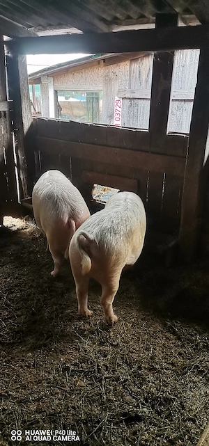 Porci de vânzare  - imagine 4