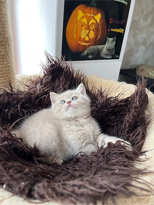 british shorthair fetita - imagine 5
