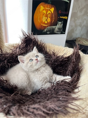 british shorthair fetita - imagine 3