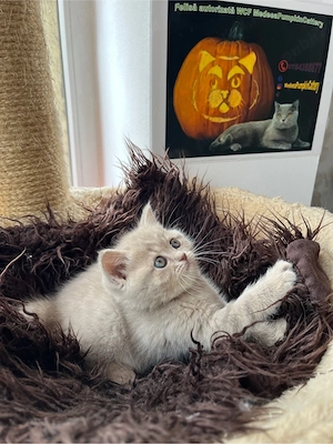 british shorthair fetita - imagine 2