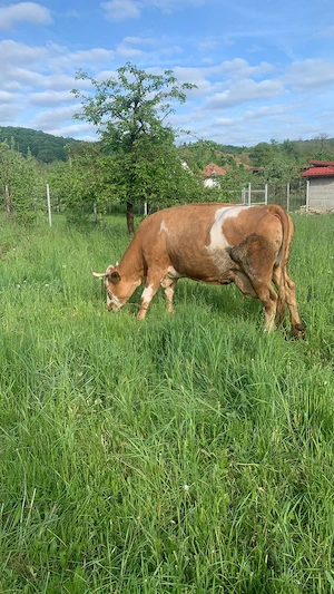 Vand vaca. Detalii la telefon