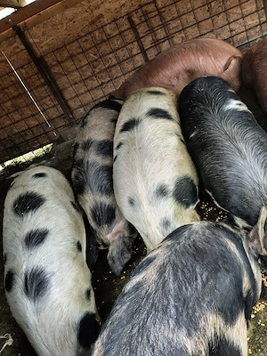 Vand porci grasi