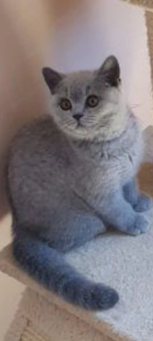 British Shorthair blue!!!