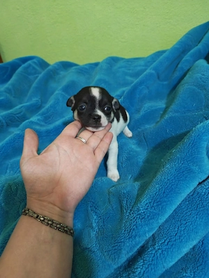 chihuahua baietel alb cu negru - imagine 2