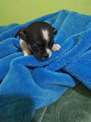 chihuahua baietel alb cu negru - imagine 3