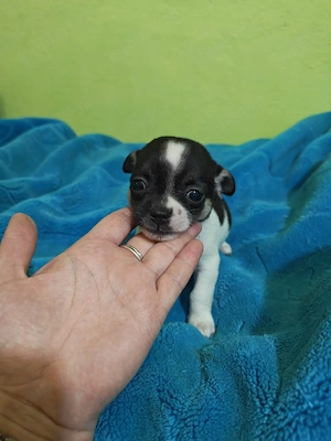 chihuahua baietel alb cu negru