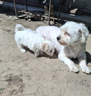 Pui de bichon maltez 
