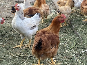 Găini de vânzare 