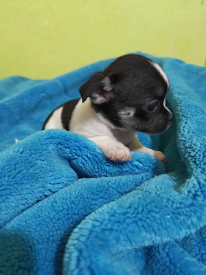 chihuahua baietel alb cu negru - imagine 4