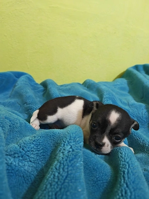 chihuahua baietel alb cu negru - imagine 5