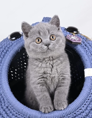 British Shorthair Blue fată si băiat  - imagine 2