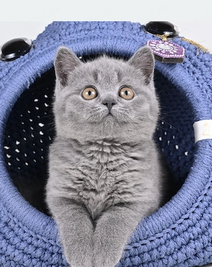 British Shorthair Blue fată si băiat 