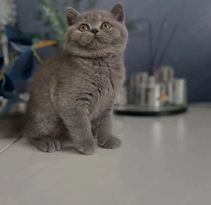 British Shorthair Blue 