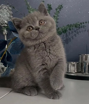 British shorthair Blue  - imagine 2