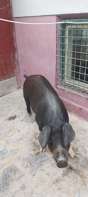 porci de casa