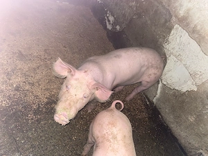 disponibil 2 codaci  F40kg. 650leiM60kg750lei  