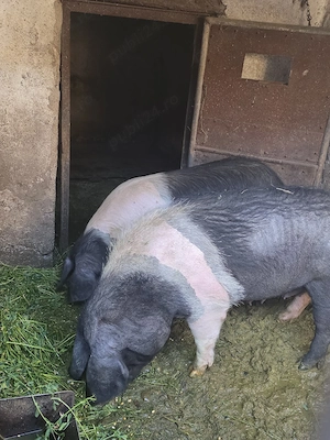 Scroafe BAZNA, hrănite 100 % BIO