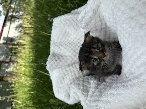 Scottish fold 