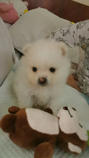 Pomeranian mini  - imagine 3