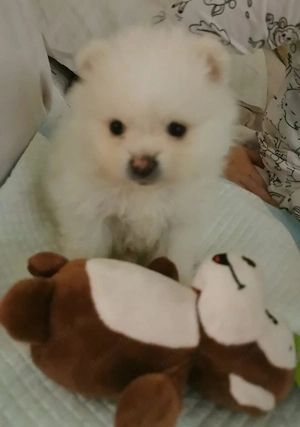 Pomeranian mini  - imagine 2