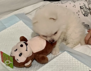 Pomeranian mini  - imagine 4