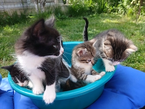 Ofer spre adoptie pui de pisica  - imagine 3