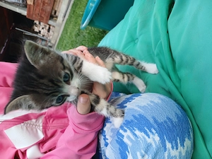 Ofer spre adoptie pui de pisica 