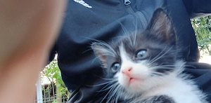 Ofer spre adoptie pui de pisica  - imagine 2