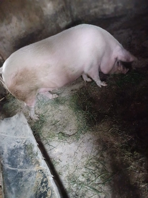 Vând porc marele alb - imagine 2