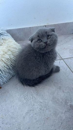 Scottish Fold 