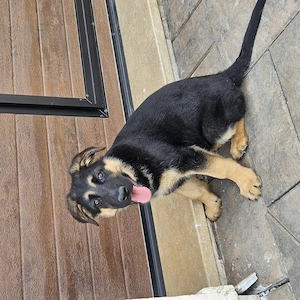Pui ciobanesc german