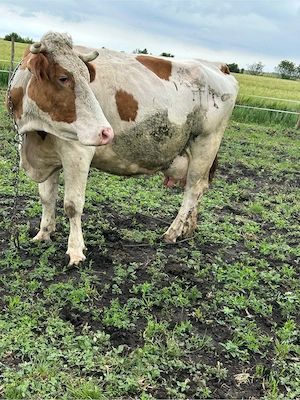 vaca cu lapte 