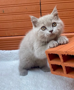 British Shorthair Lilac