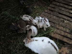 iepurasi de vanzare