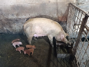 scroafe duroc cu purcei - imagine 3