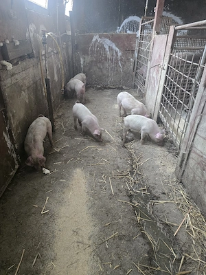 vand purcei de 6 saptamani 