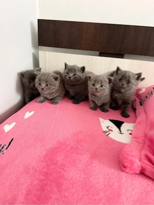 British Shorthair fetițe blue și crem 