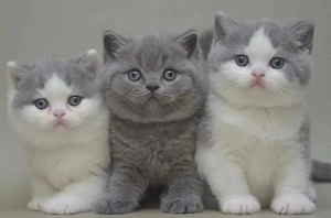 British Shorthair cu pedigree de rasa pura 