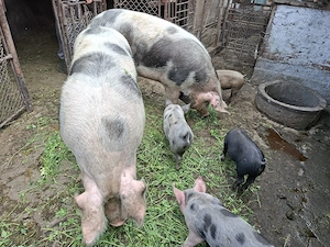 Vand 2 porci de 250kg