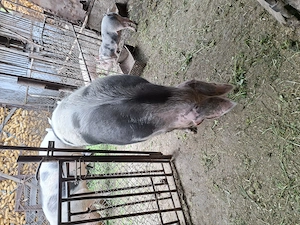 Vand 2 porci de 250kg - imagine 4
